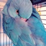 Blue_bird