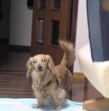 ら ん ら んさん