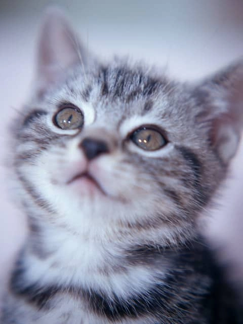 ファービーさん